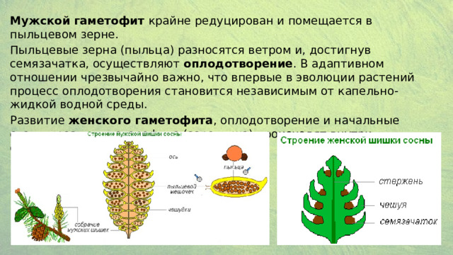 Мужской гаметофит крайне редуцирован и помещается в пыльцевом зерне. Пыльцевые зерна (пыльца) разносятся ветром и, достигнув семязачатка, осуществляют оплодотворение . В адаптивном отношении чрезвычайно важно, что впервые в эволюции растений процесс оплодотворения становится независимым от капельно-жидкой водной среды. Развитие женского гаметофита , оплодотворение и начальные стадии развития спорофита (зародыша) происходят внутри семязачатка и семени 