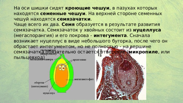 На оси шишки сидят кроющие чешуи , в пазухах которых находятся семенные чешуи . На верхней стороне семенных чешуй находятся семязачатки . Чаще всего их два. Семя образуется в результате развития семязачатка. Семязачаток у хвойных состоит из нуцеллуса (мегаспорангия) и его покрова - интегумента . Сначала возникает нуцеллус в виде небольшого бугорка, после чего он обрастает интегументом, но не полностью - на вершине семязачатка обязательно остается отверстие ( микропиле , или пыльцевход) 