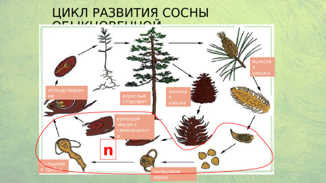 Цикл развития сосны обыкновенной 2n мужская шишка оплодотворение женская шишка взрослый спорофит кроющая чешуя с семязачатком n пыльцевая трубка пыльцевое зерно 