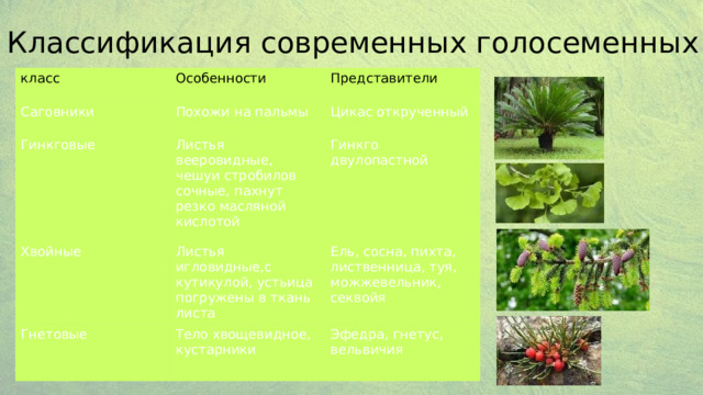 Классификация современных голосеменных класс Саговники Особенности Представители  Похожи на пальмы Гинкговые Цикас открученный Листья вееровидные, чешуи стробилов сочные, пахнут резко масляной кислотой Хвойные Гнетовые Листья игловидные,с кутикулой, устьица погружены в ткань листа Гинкго двулопастной Ель, сосна, пихта, лиственница, туя, можжевельник, секвойя Тело хвощевидное, кустарники Эфедра, гнетус, вельвичия 