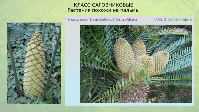 Класс Саговниковые  Растения похожи на пальмы  