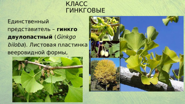 Класс Гинкговые Единственный представитель – гинкго двулопастный ( Ginkgo biloba ). Листовая пластинка вееровидной формы,  