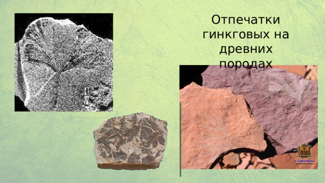 Отпечатки гинкговых на древних породах 