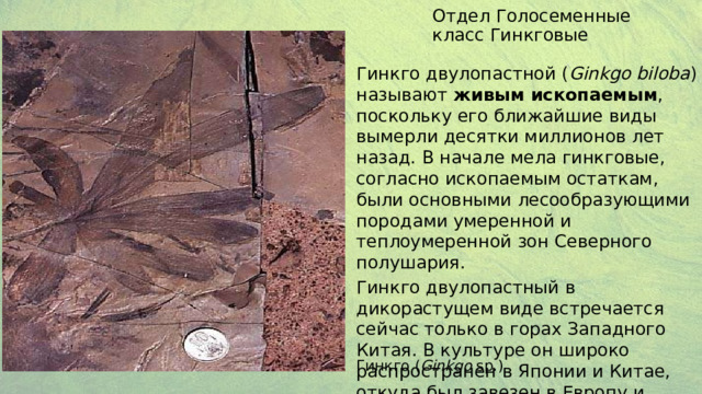 Отдел Голосеменные класс Гинкговые Гинкго двулопастной ( Ginkgo biloba ) называют живым ископаемым , поскольку его ближайшие виды вымерли десятки миллионов лет назад. В начале мела гинкговые, согласно ископаемым остаткам, были основными лесообразующими породами умеренной и теплоумеренной зон Северного полушария. Гинкго двулопастный в дикорастущем виде встречается сейчас только в горах Западного Китая. В культуре он широко распространен в Японии и Китае, откуда был завезен в Европу и Северную Америку Гинкго ( Ginkgo sp.) 