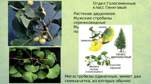 Отдел Голосеменные класс Гинкговые Растение двудомное. Мужские стробилы сережковидные Мужские половые клетки подвижные Мегастробилы одиночные, имеют два семязачатка, из которых обычно развивается только один 