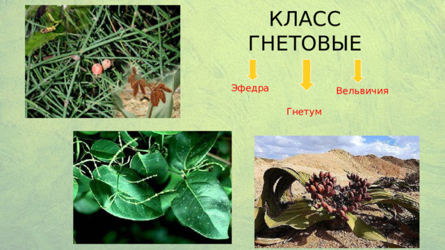 КЛАСС ГНЕТОВЫЕ Эфедра Вельвичия Гнетум 