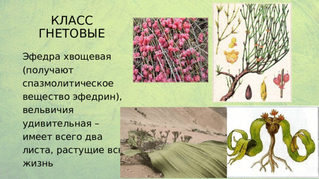 Класс Гнетовые Эфедра хвощевая (получают спазмолитическое вещество эфедрин), вельвичия удивительная – имеет всего два листа, растущие всю жизнь  