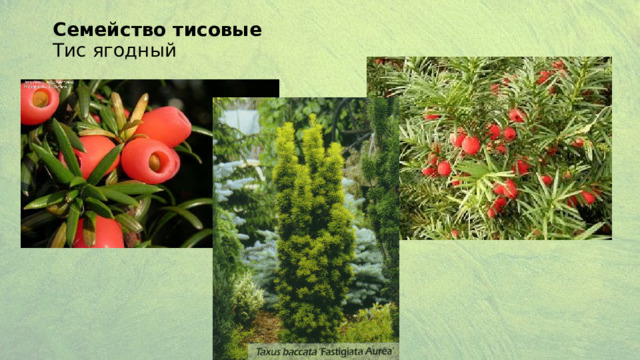 Семейство тисовые  Тис ягодный  