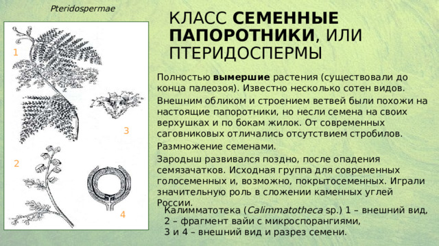 Pteridospermae Класс СЕМЕННЫЕ ПАПОРОТНИКИ , или ПТЕРИДОСПЕРМЫ 1 Полностью вымершие растения (существовали до конца палеозоя). Известно несколько сотен видов. Внешним обликом и строением ветвей были похожи на настоящие папоротники, но несли семена на своих верхушках и по бокам жилок. От современных саговниковых отличались отсутствием стробилов. Размножение семенами. Зародыш развивался поздно, после опадения семязачатков. Исходная группа для современных голосеменных и, возможно, покрытосеменных. Играли значительную роль в сложении каменных углей России. 3 2 Калимматотека ( Calimmatotheca sp.) 1 – внешний вид, 2 – фрагмент вайи с микроспорангиями, 3 и 4 – внешний вид и разрез семени. 4 