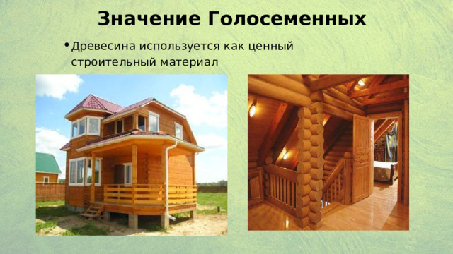 Значение Голосеменных Древесина используется как ценный строительный материал  