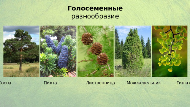 Голосеменные разнообразие Сосна      Пихта     Лиственница   Можжевельник    Гинкго  
