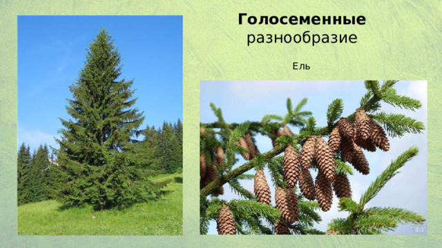 Голосеменные разнообразие Ель 