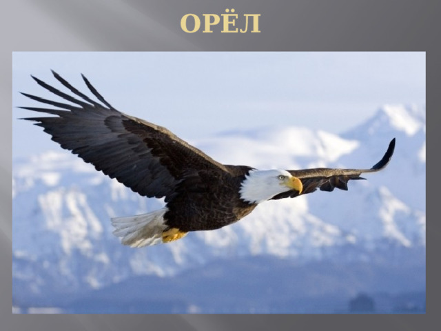 ОРЁЛ 