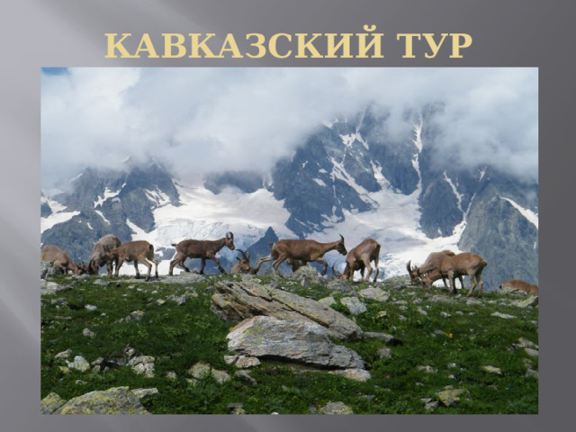 КАВКАЗСКИЙ ТУР 