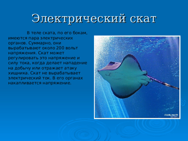 Электрический скат  В теле ската, по его бокам, имеются пара электрических органов. Суммарно, они вырабатывают около 200 вольт напряжения. Скат может регулировать это напряжение и силу тока, когда делает нападение на добычу или отражает атаку хищника. Скат не вырабатывает электрический ток. В его органах накапливается напряжение. 