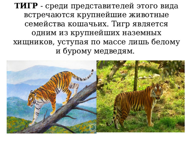 ТИГР - среди представителей этого вида встречаются крупнейшие животные семейства кошачьих. Тигр является одним из крупнейших наземных хищников, уступая по массе лишь белому и бурому медведям. 