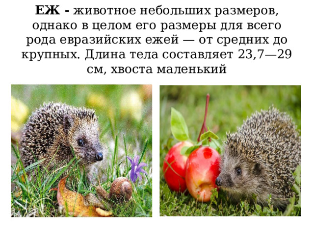 ЕЖ - животное небольших размеров, однако в целом его размеры для всего рода евразийских ежей — от средних до крупных. Длина тела составляет 23,7—29 см, хвоста маленький 