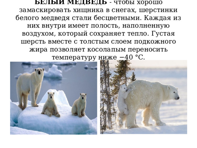 БЕЛЫЙ МЕДВЕДЬ - чтобы хорошо замаскировать хищника в снегах, шерстинки белого медведя стали бесцветными. Каждая из них внутри имеет полость, наполненную воздухом, который сохраняет тепло. Густая шерсть вместе с толстым слоем подкожного жира позволяет косолапым переносить температуру ниже −40 °C. 