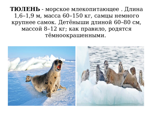 ТЮЛЕНЬ - морское млекопитающее . Длина 1,6–1,9 м, масса 60–150 кг, самцы немного крупнее самок. Детёныши длиной 60–80 см, массой 8–12 кг; как правило, родятся тёмноокрашенными. 