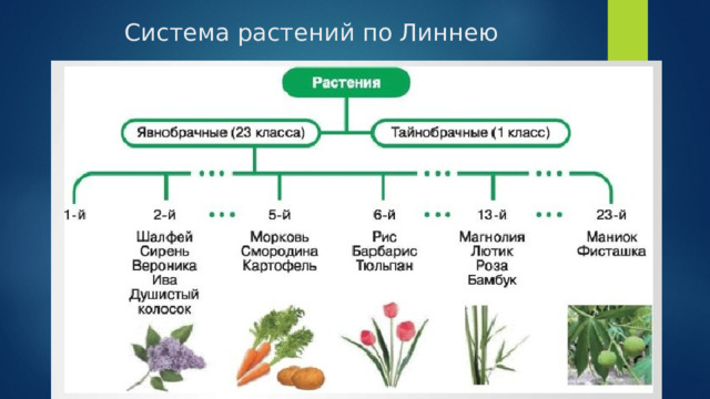 Система растений по Линнею 