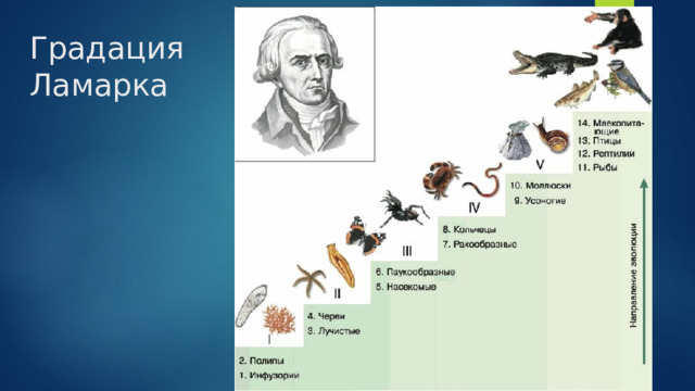 Градация Ламарка 
