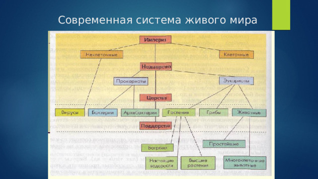 Современная система живого мира 