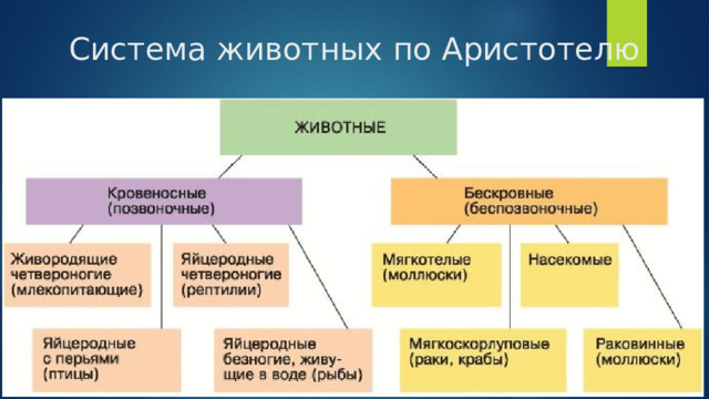 Система животных по Аристотелю 