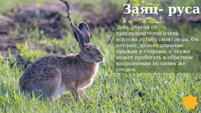 Заяц- русак Заяц, убегая от преследователей очень искусно путает свои следы. Он петляет, делает длинные прыжки в стороны, а также может пробегать в обратном направлении по своим же следам. 