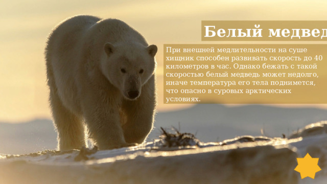 Белый медведь При внешней медлительности на суше хищник способен развивать скорость до 40 километров в час. Однако бежать с такой скоростью белый медведь может недолго, иначе температура его тела поднимется, что опасно в суровых арктических условиях.  