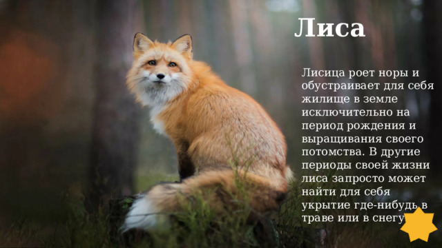 Лиса Лисица роет норы и обустраивает для себя жилище в земле исключительно на период рождения и выращивания своего потомства. В другие периоды своей жизни лиса запросто может найти для себя укрытие где-нибудь в траве или в снегу. 