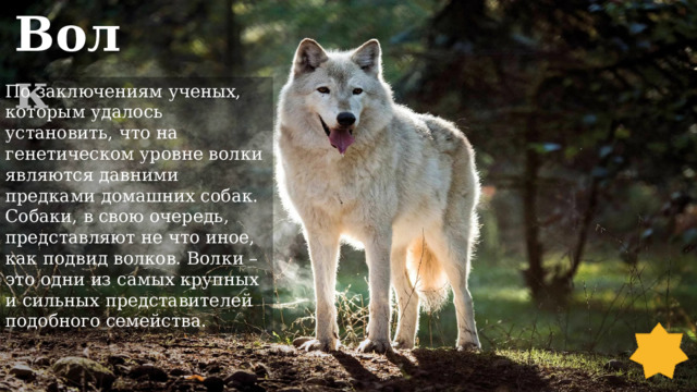 Волк По заключениям ученых, которым удалось установить, что на генетическом уровне волки являются давними предками домашних собак. Собаки, в свою очередь, представляют не что иное, как подвид волков. Волки – это одни из самых крупных и сильных представителей подобного семейства. 