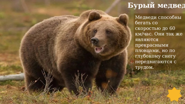 Бурый медведь Медведи способны бегать со скоростью до 60 км/час. Они так же являются прекрасными пловцами, но по глубокому снегу передвигаются с трудом. 