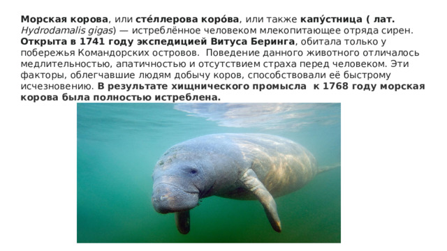 Морская корова , или  сте́ллерова коро́ва , или также  капу́стница ( лат. Hydrodamalis gigas ) — истреблённое человеком млекопитающее отряда сирен. Открыта в 1741 году экспедицией Витуса Беринга , обитала только у побережья Командорских островов.  Поведение данного животного отличалось медлительностью, апатичностью и отсутствием страха перед человеком. Эти факторы, облегчавшие людям добычу коров, способствовали её быстрому исчезновению. В результате хищнического промысла к 1768 году морская корова была полностью истреблена. 
