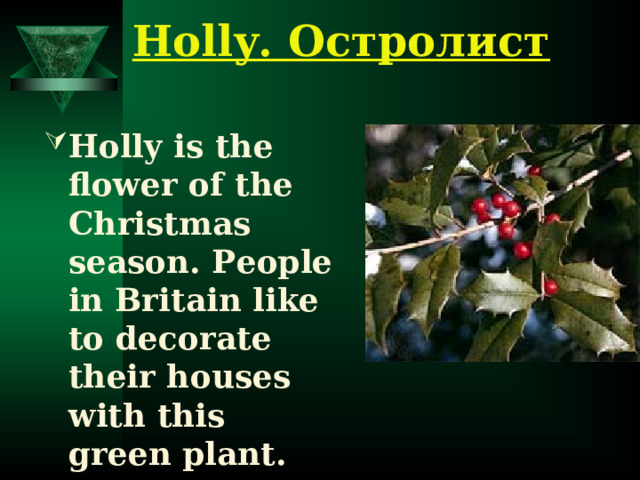 Holly. Остролист Holly is the flower of the Christmas season. People in Britain like to decorate their houses with this green plant. 