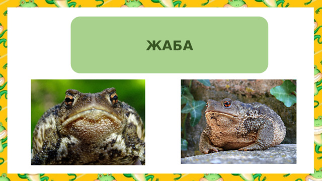 ЖАБА 