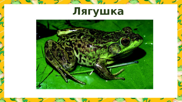 Лягушка 