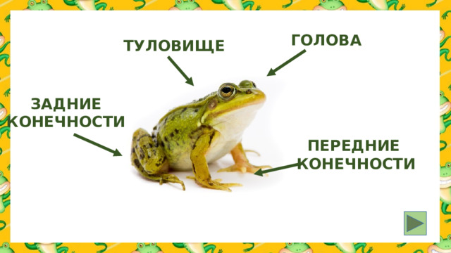 ГОЛОВА ТУЛОВИЩЕ ЗАДНИЕ КОНЕЧНОСТИ ПЕРЕДНИЕ КОНЕЧНОСТИ 