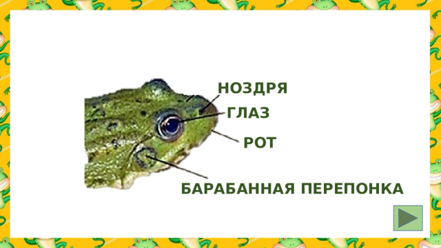 НОЗДРЯ ГЛАЗ РОТ БАРАБАННАЯ ПЕРЕПОНКА 