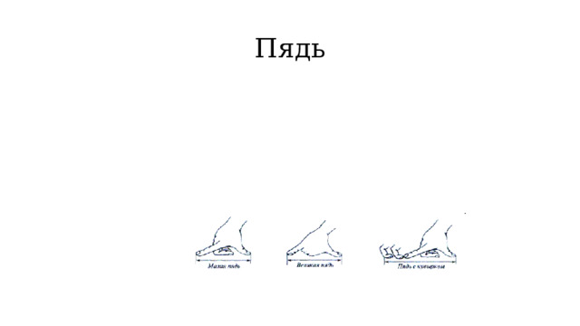 Пядь 
