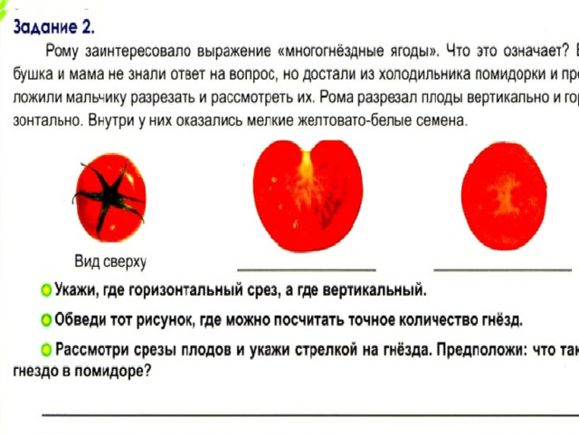 Вертикальный срез Горизонтальный срез Гнёзда – полости, находятся внутри помидора, заполненные семенами. 