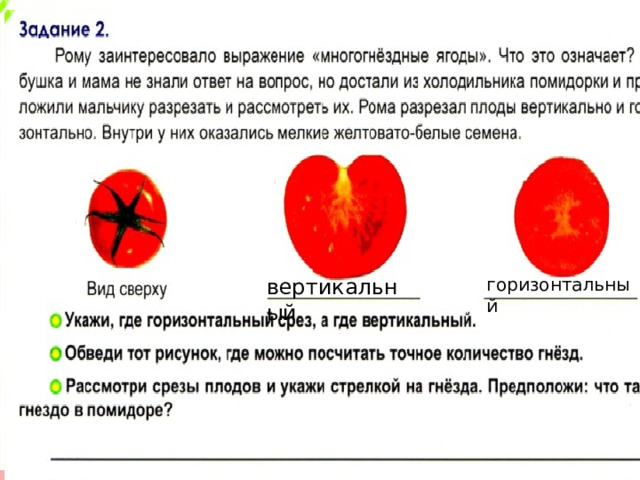 Вертикальный срез Горизонтальный срез вертикальный горизонтальный Гнёзда – полости, находятся внутри помидора, заполненные семенами. 