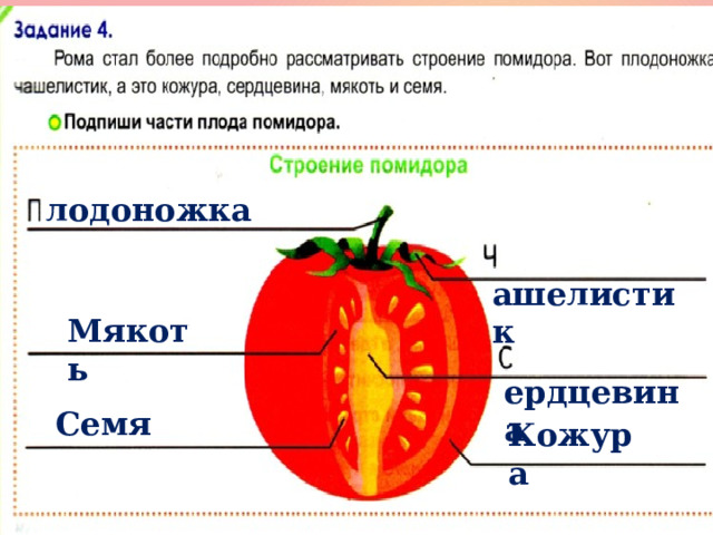  лодоножка  ашелистик Мякоть  ердцевина Семя Кожура 