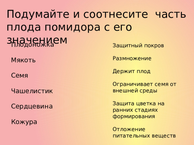 Подумайте и соотнесите часть плода помидора с его значением Плодоножка Мякоть Семя Чашелистик Сердцевина Кожура Защитный покров Размножение Держит плод Ограничивает семя от внешней среды Защита цветка на ранних стадиях формирования Отложение питательных веществ 