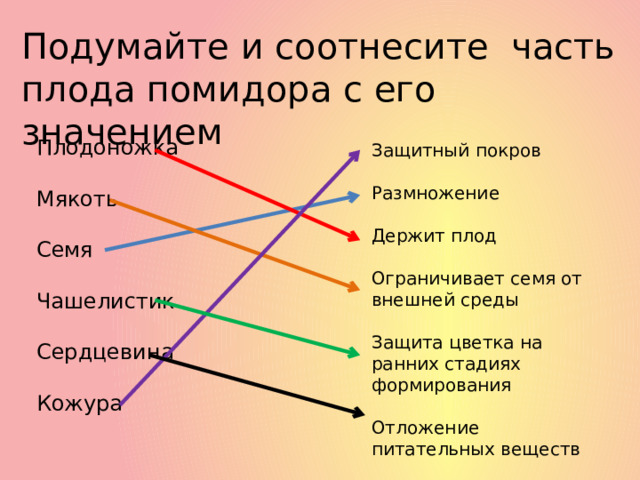 Подумайте и соотнесите часть плода помидора с его значением Плодоножка Мякоть Семя Чашелистик Сердцевина Кожура Защитный покров Размножение Держит плод Ограничивает семя от внешней среды Защита цветка на ранних стадиях формирования Отложение питательных веществ 