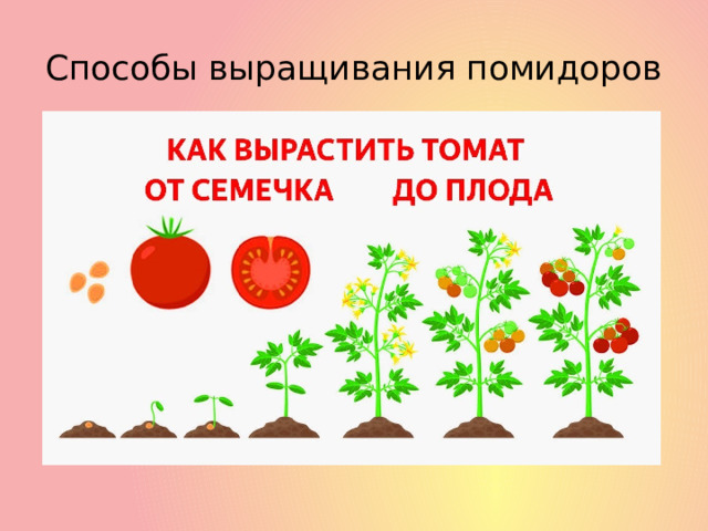 Способы выращивания помидоров 