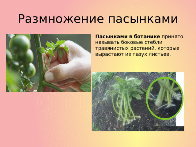 Размножение пасынками Пасынками   в   ботанике  принято называть боковые стебли травянистых растений, которые вырастают из пазух листьев. 