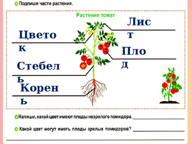 Лист Цветок Плод Стебель Корень 