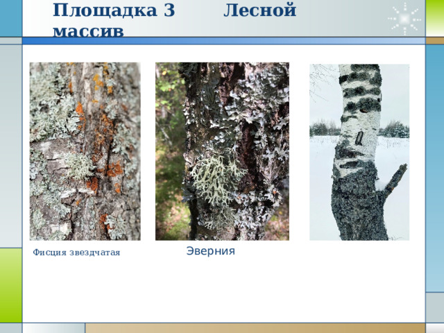 Площадка 3 Лесной массив Фисция звездчатая Эверния 