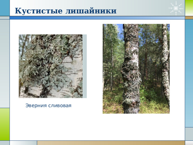 Кустистые лишайники Эверния сливовая 