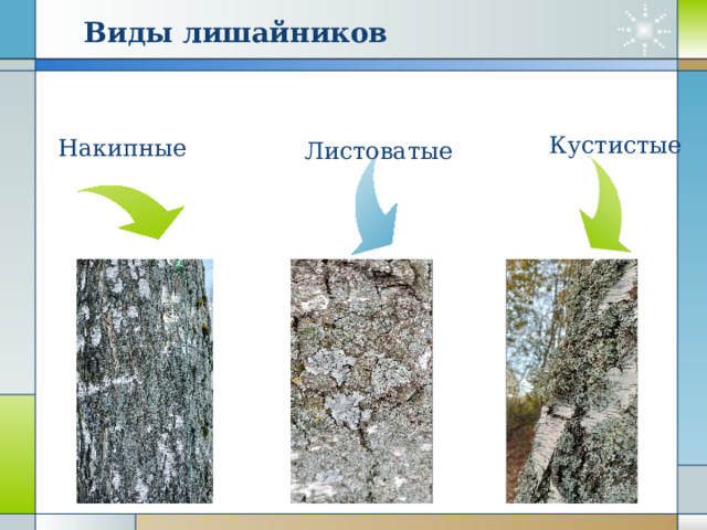 Виды лишайников Кустистые Накипные Листоватые 